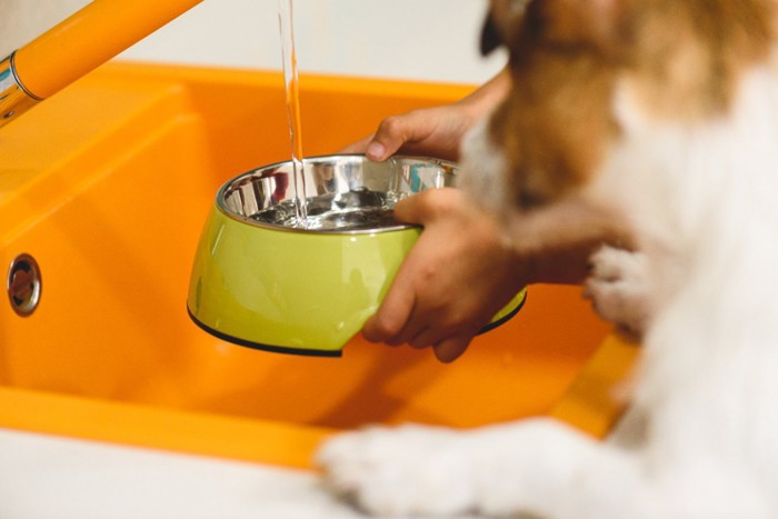 犬の飲み水を交換する