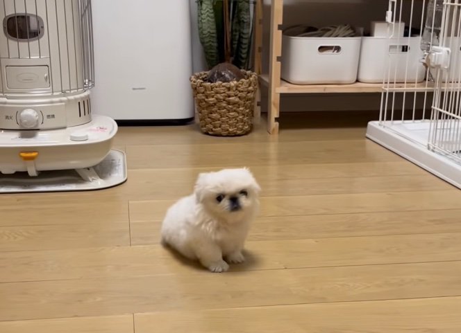 こちらを見つめるペキニーズの子犬