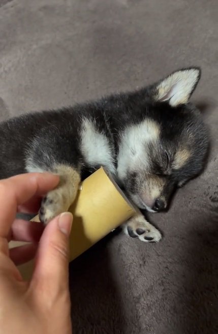 前足をつかまれるあられちゃん