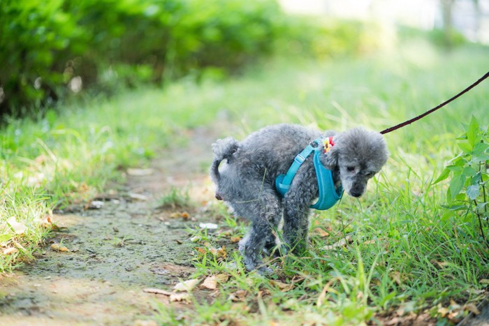 散歩中にうんちをする犬