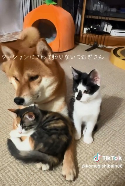 こむぎさんと2匹の子猫