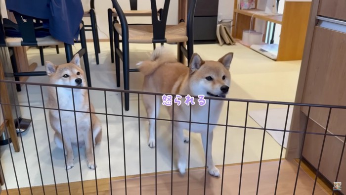「ママが怒った！？」