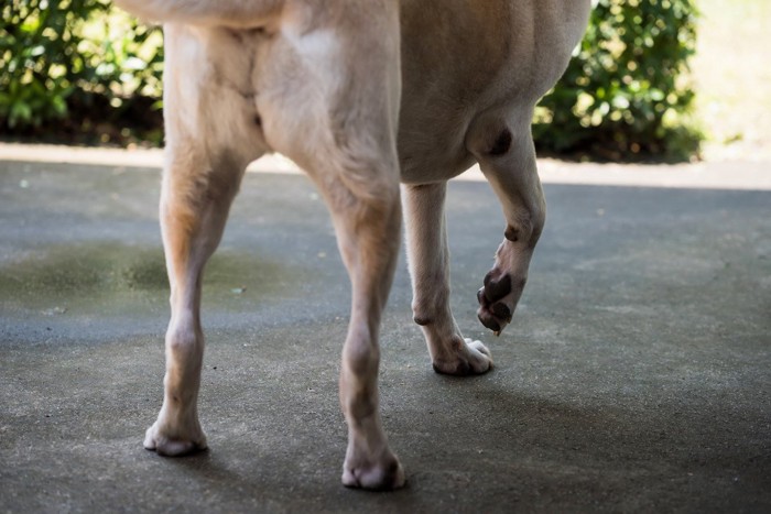 右手を上げた犬の後ろ姿