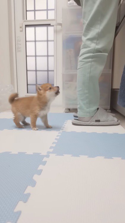 飼い主に向かって吠える子犬