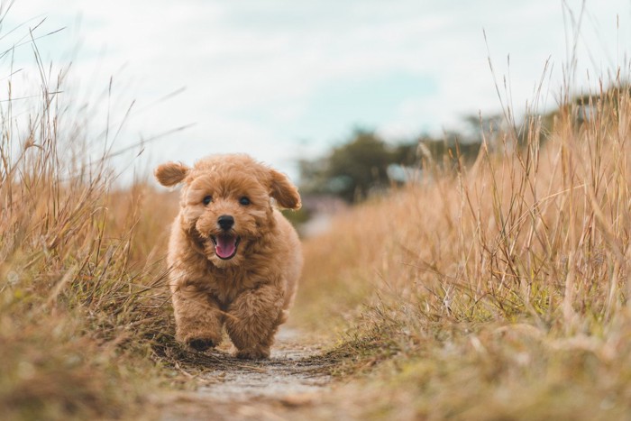 走るプードルの子犬