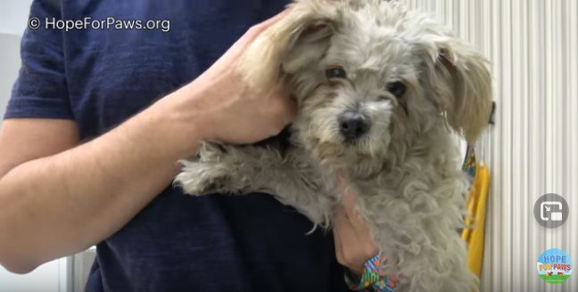 室内で抱えられた犬