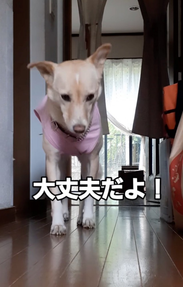 歩く犬