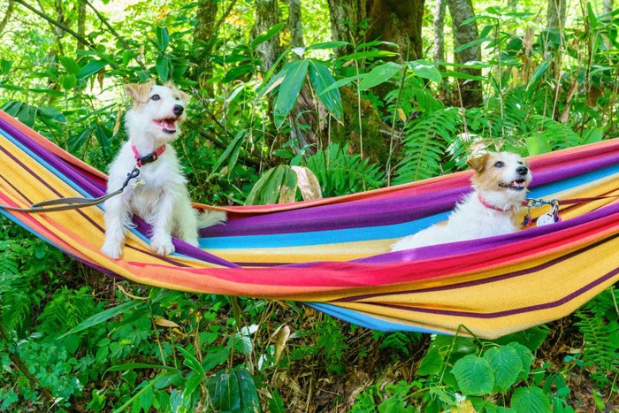 ハンモックに乗った2匹の犬