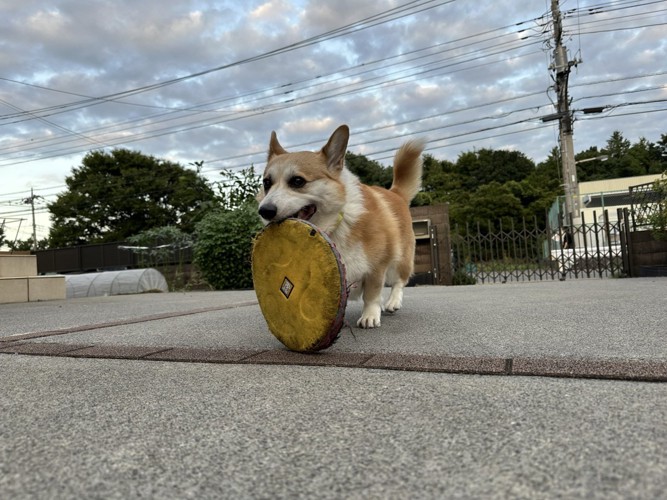 フリスビー