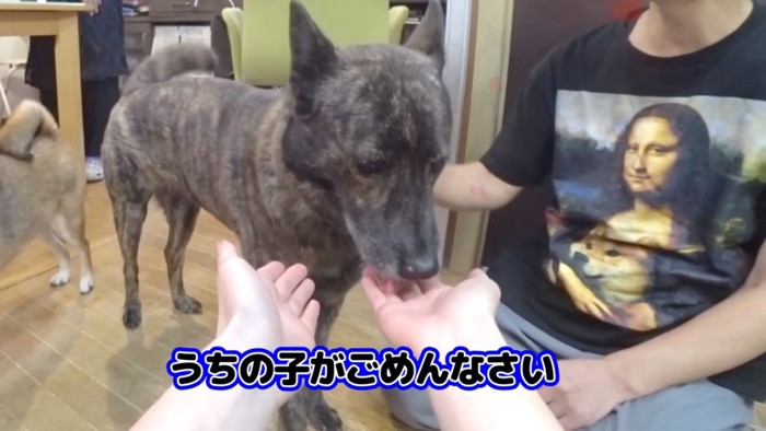 えりこさんの手を舐めるハルヱちゃん