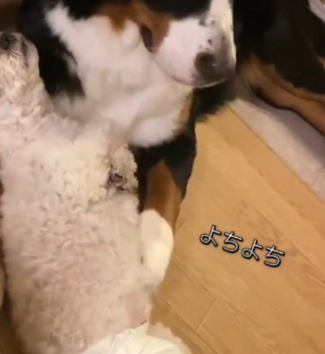 小型犬のお腹を前足で撫でる大型犬