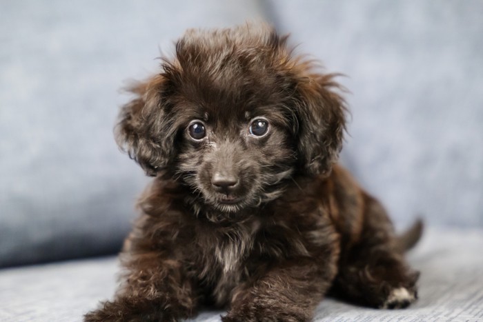 お座りをしているダップーの子犬