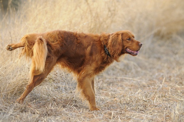 足を上げて排泄している犬