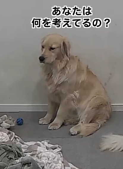 床に座っている大型犬