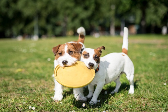 フリスビーを加える2匹の犬