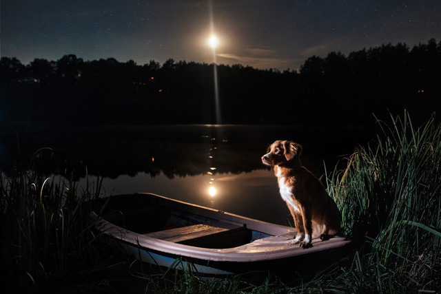 夜の街で座る犬