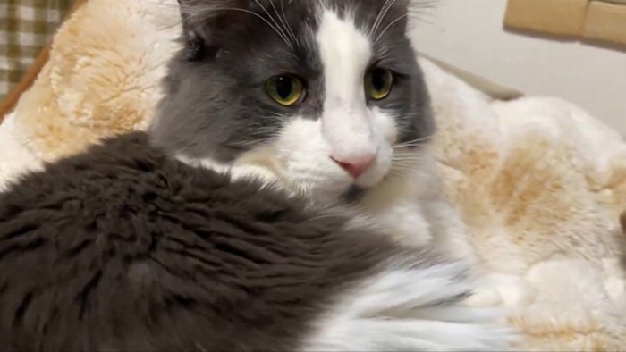 シャンテちゃん＆バロンちゃん5