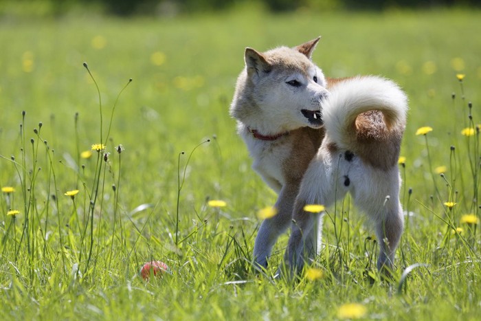 野原で遊ぶ柴犬