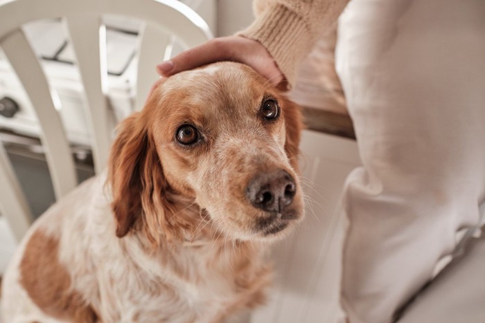 撫でられる犬