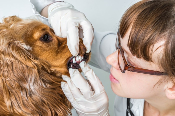 犬の歯を診ている女医