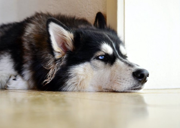 床に伏せてつまらなそうにしている犬