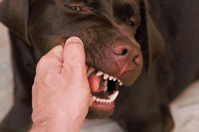 人の手に咬みついている犬