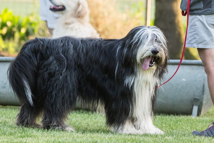 飼い主と一緒に屋外で過ごすビアデッド・コリー