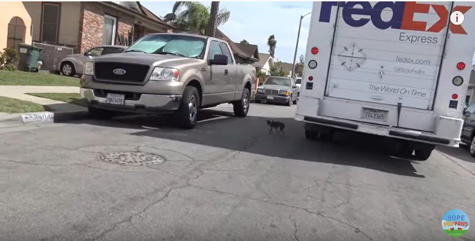 道路を渡る犬