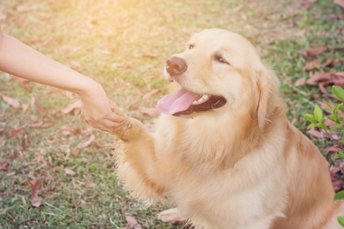 犬と握手 124637867