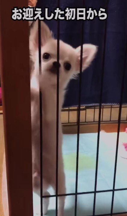 家に来たばかりのころ
