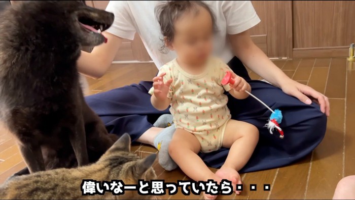 おもちゃを持つ赤ちゃんのそばに寄ってくる犬と猫