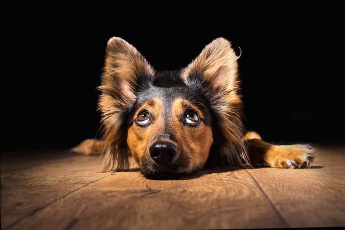 床に伏せている耳が大きな犬