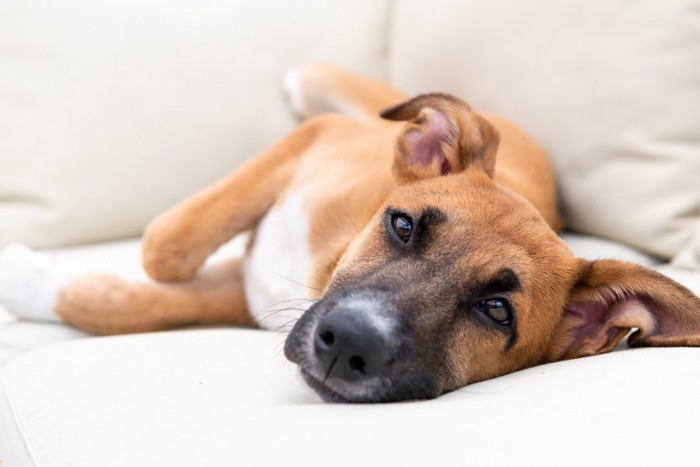 ソファーの上でくつろぐ雑種犬