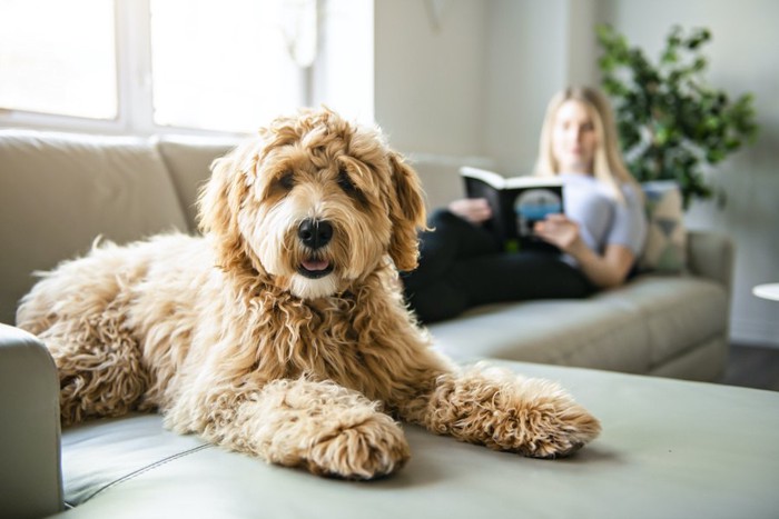 ソファーで本を読む飼い主とそばでくつろぐ犬