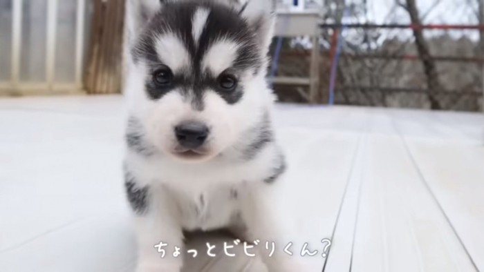 フィンくんの弟犬