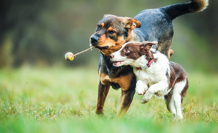 走る2頭の犬