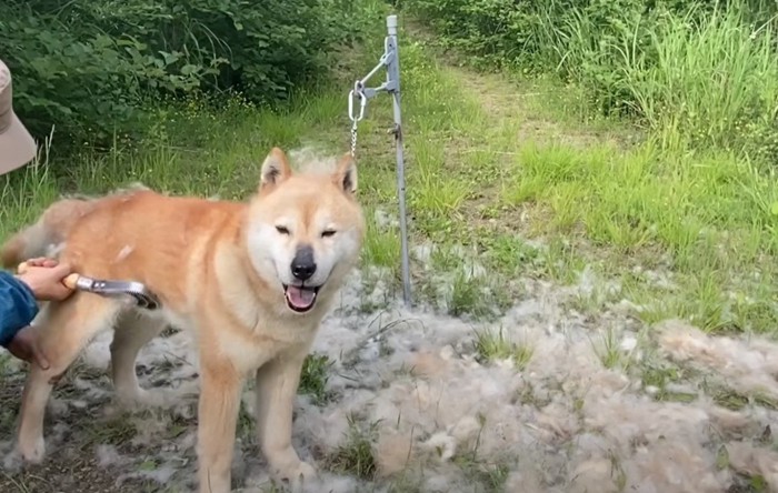 頭に毛を乗せた犬