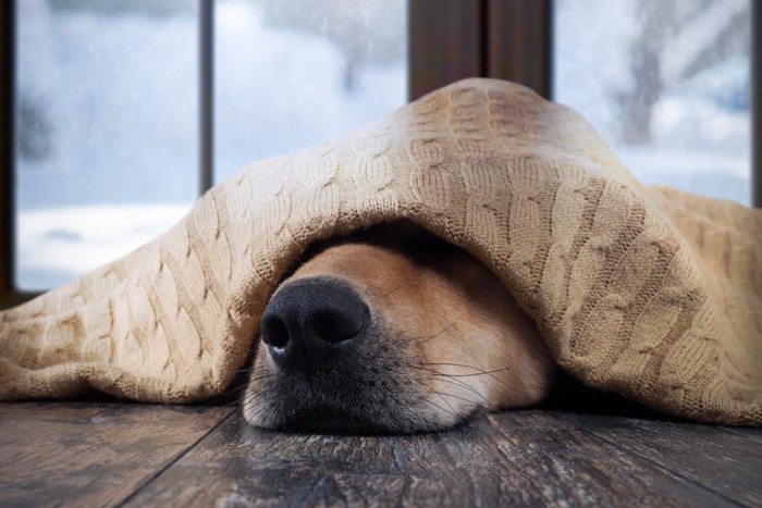 毛布に包まれる犬の鼻