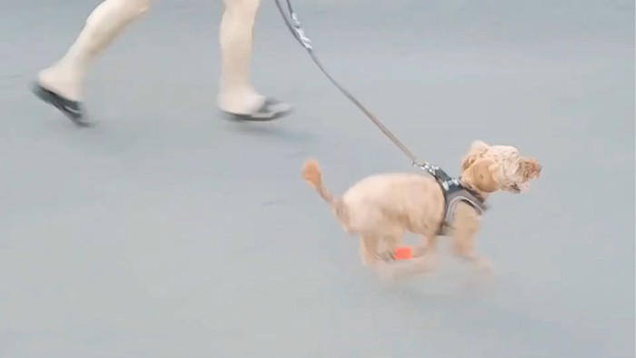 楽しそうに走る犬