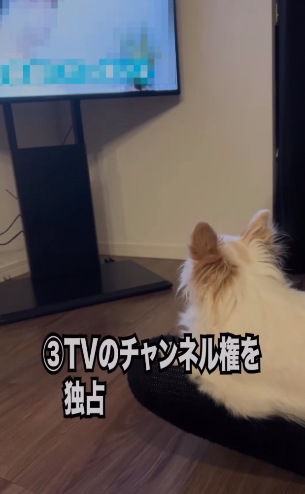 テレビを見る犬
