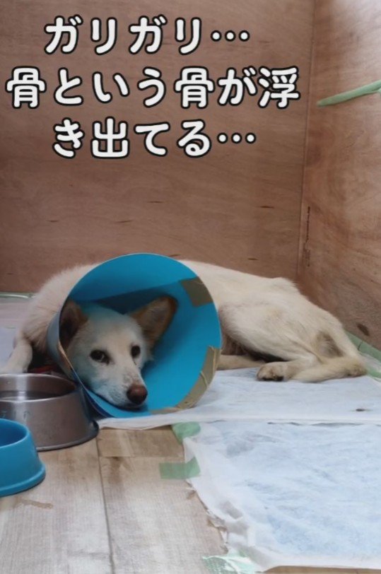 骨が浮き出るほどガリガリ