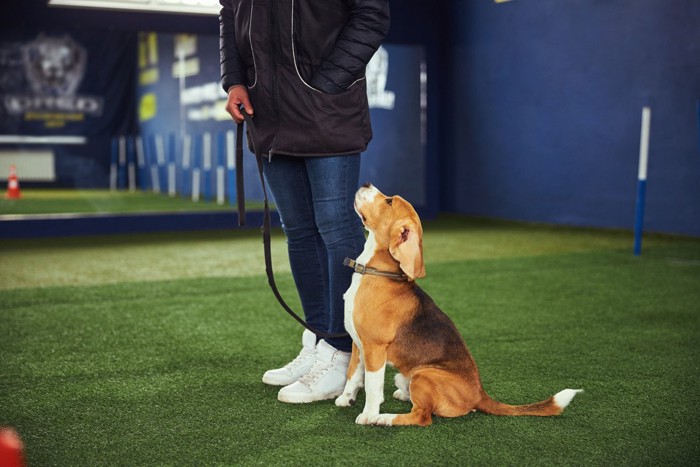 犬のトレーニング
