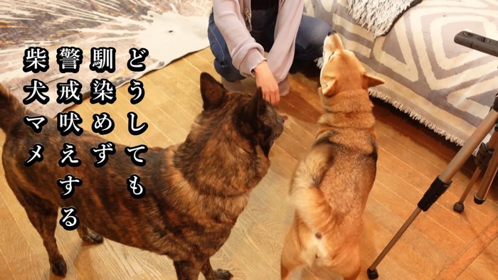 マメちゃんが警戒して吠えると…