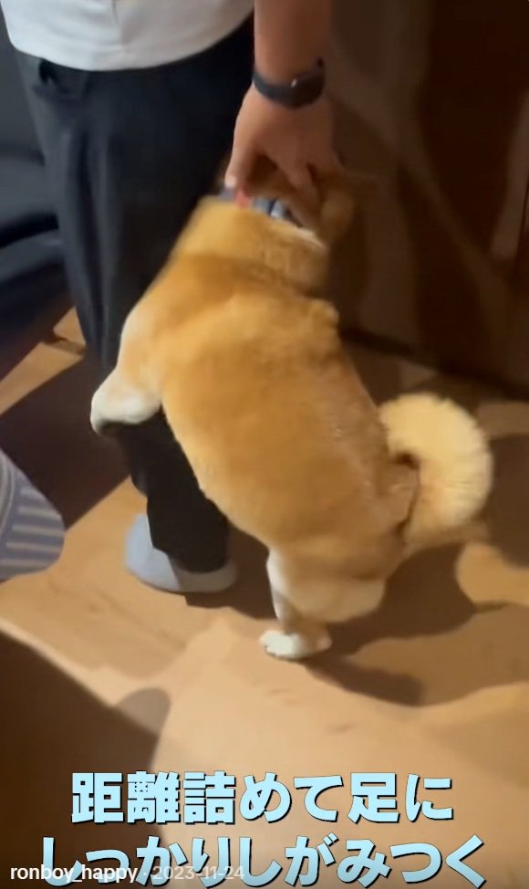 お父さんにしがみつくロンくん