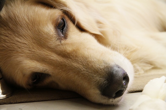 ぐったりする犬