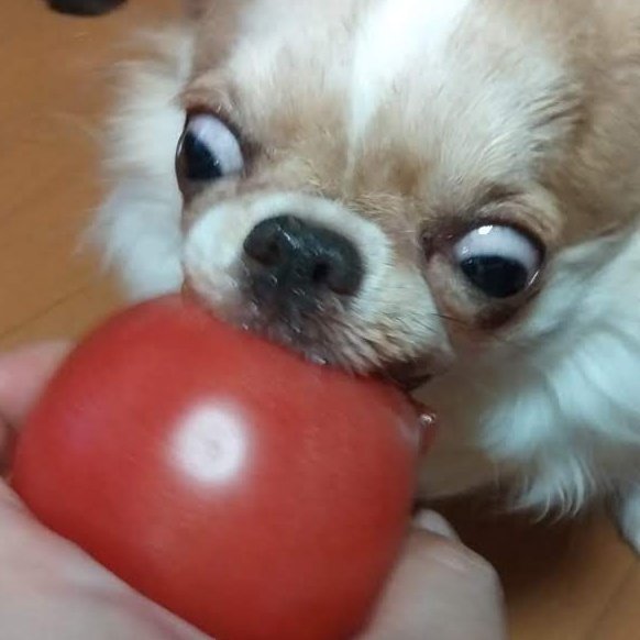 チワワ