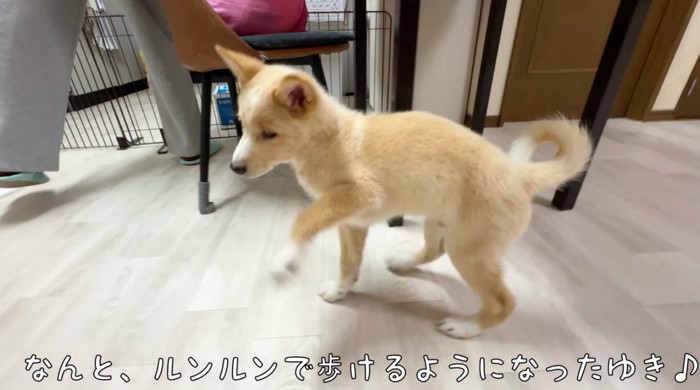 スキップをするように軽快に歩く子犬
