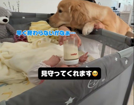 子育て中の家族とこてつ君の日常8