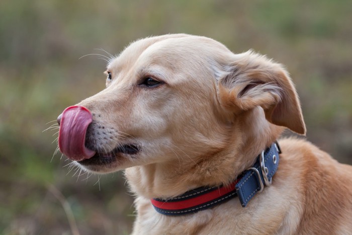 落ち葉の上に座る犬