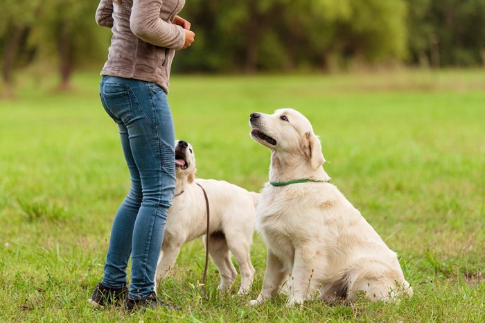 トレーニングをしている犬